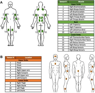 A comparative study of biomechanical assessments in laboratory and field settings for manual material handling tasks using extractor tools and exoskeletons